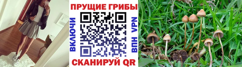 Галлюциногенные грибы прущие грибы  Хабаровск 
